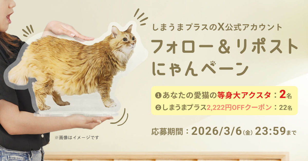 ねこずく★フォロー割引 🐱うちねこ等身大アクスタが当たる！猫の日Xフォロー&リポスト